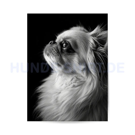 Premium Poster "Pekingese - Träumer" – hunde-shirt.de