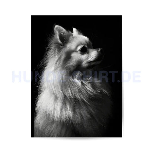 Premium Poster "Pomeranian Träumer"" – hunde-shirt.de